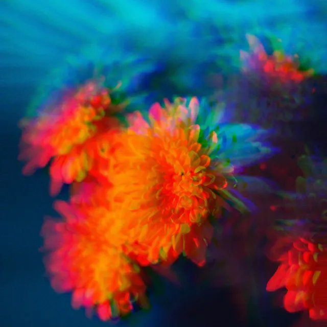 Orange flowers against blue, with cyan and magenta fringes separating the petal edges.